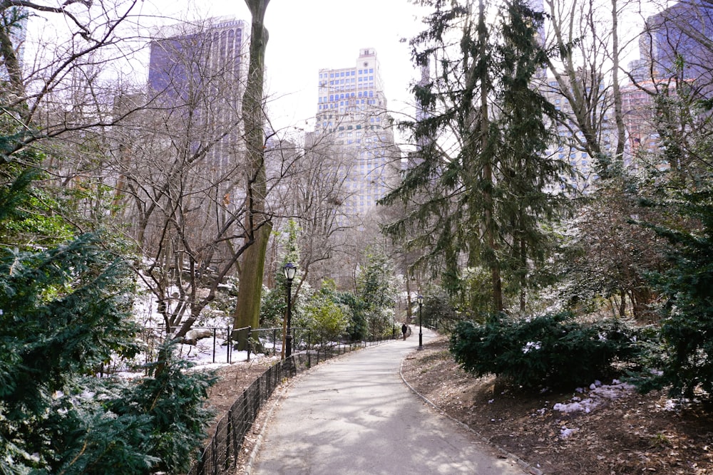 a path in a park with trees and buildings in the background