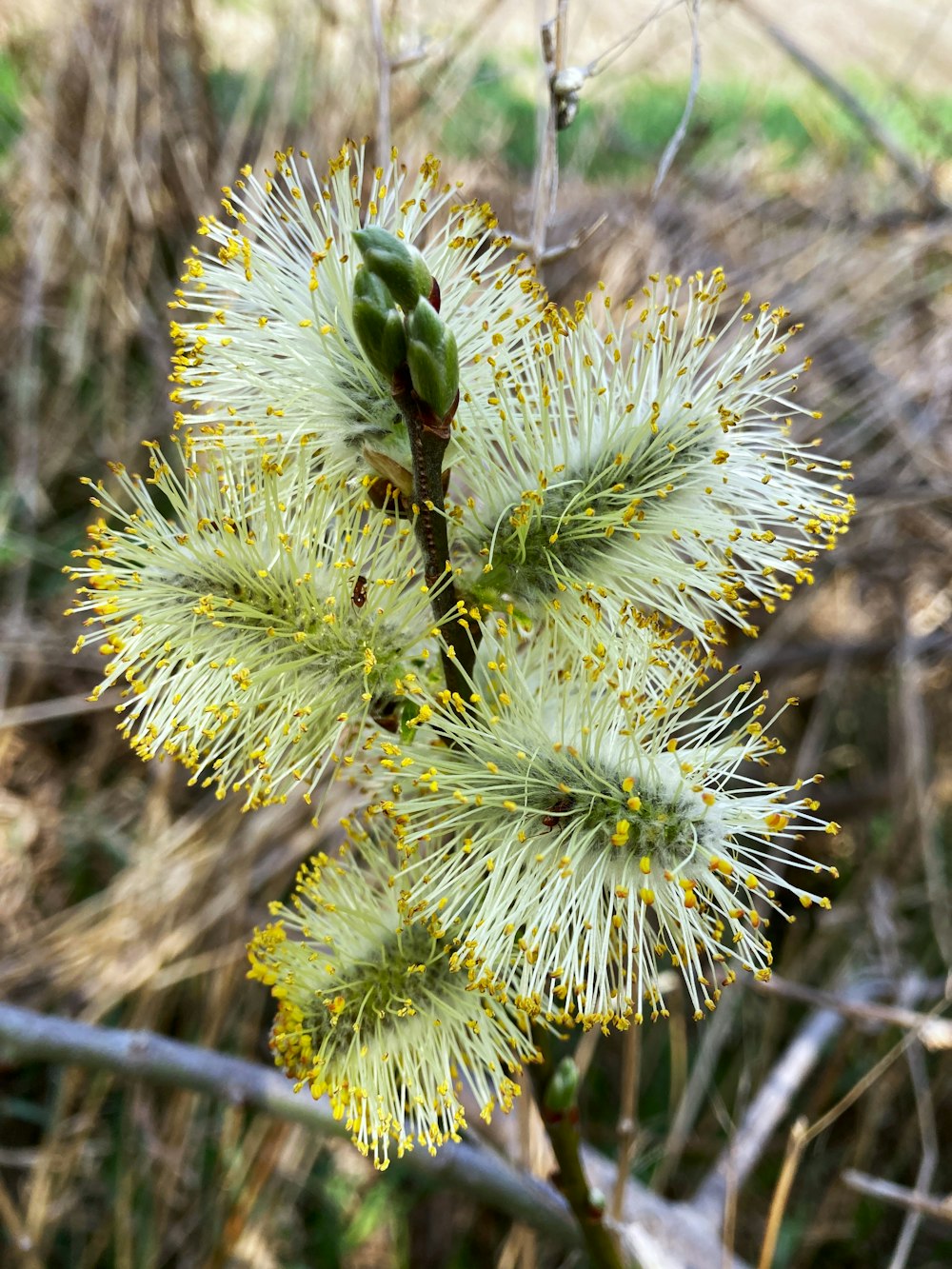 a close up of a plant with yellow flowers