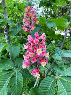 a bunch of flowers that are on a tree