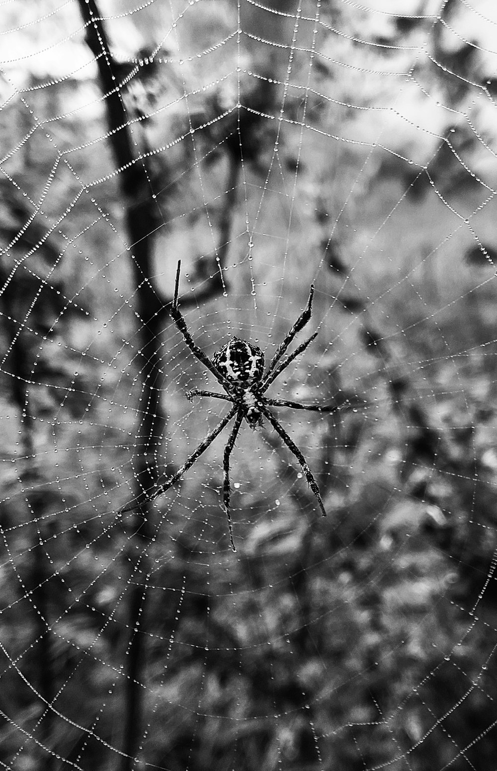 a black and white photo of a spider in its web