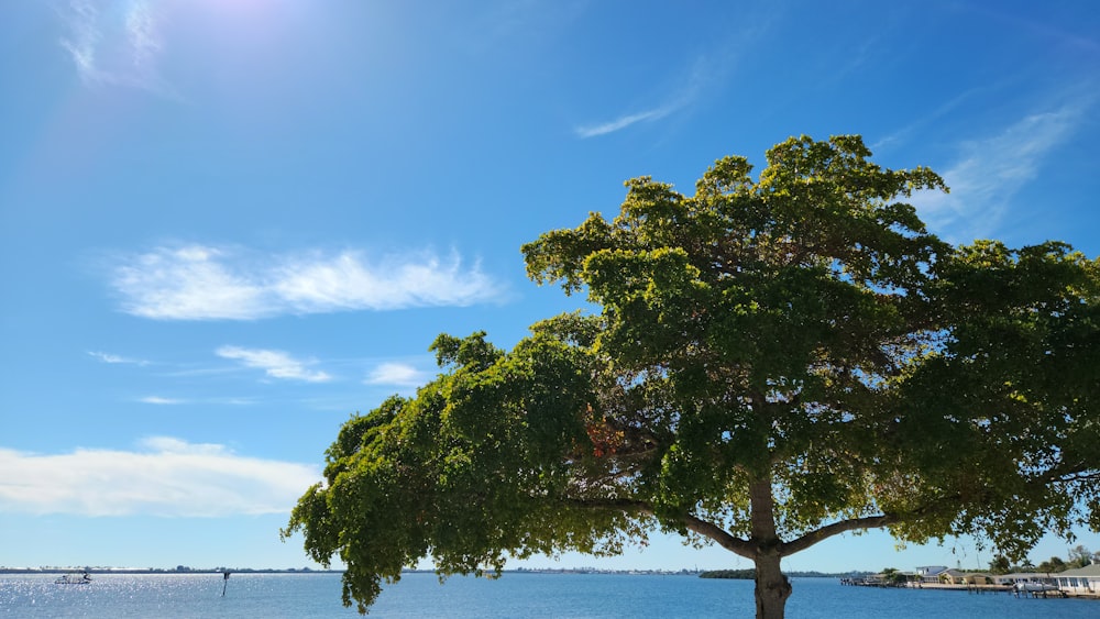 a large tree sitting next to a body of water