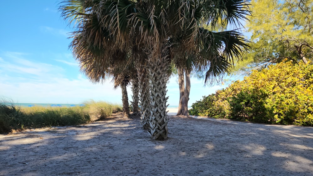 a couple of palm trees sitting on top of a dirt road