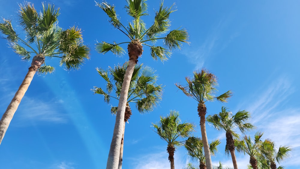 a group of palm trees against a blue sky