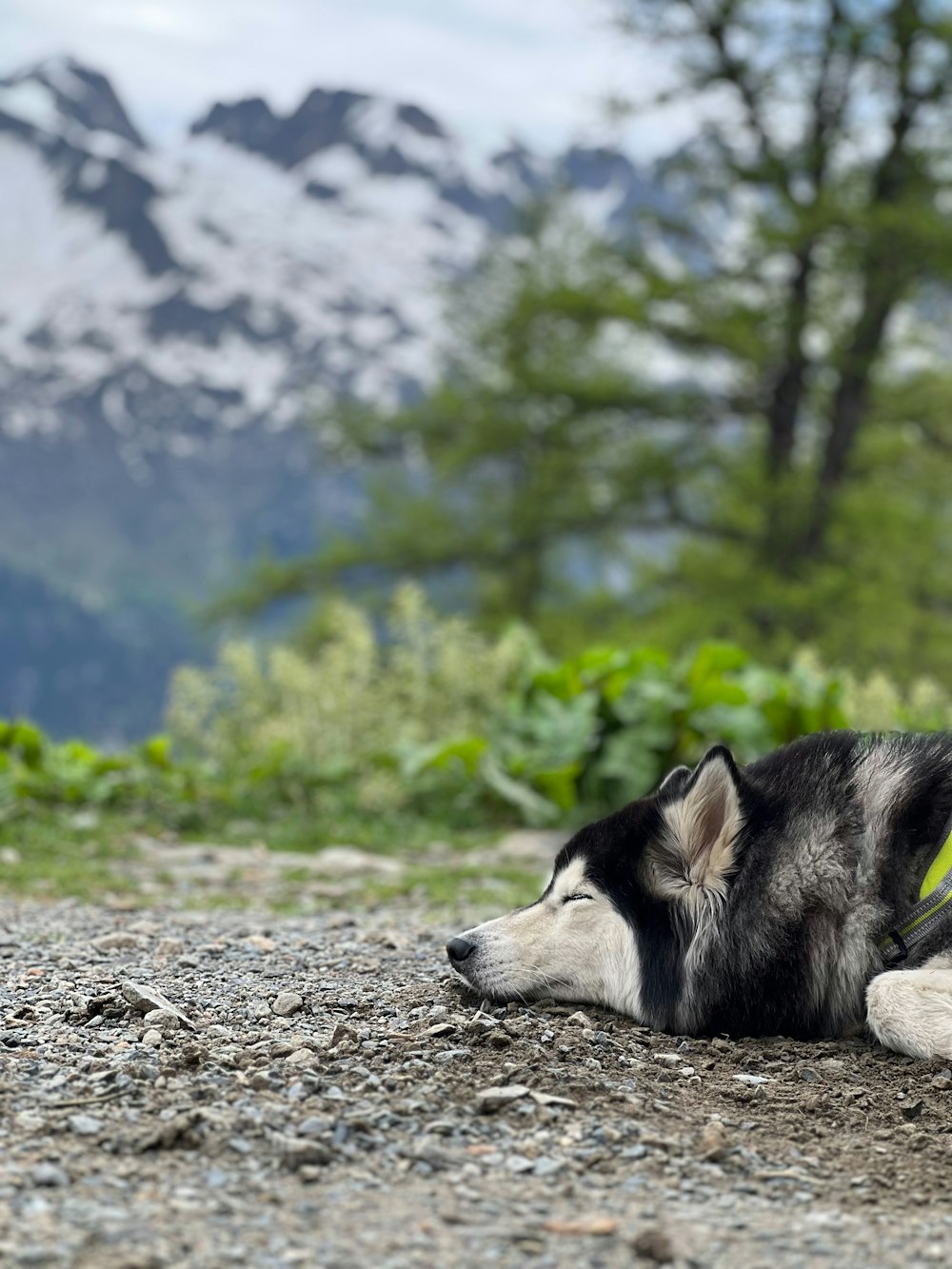 a black and white dog laying on top of a dirt road