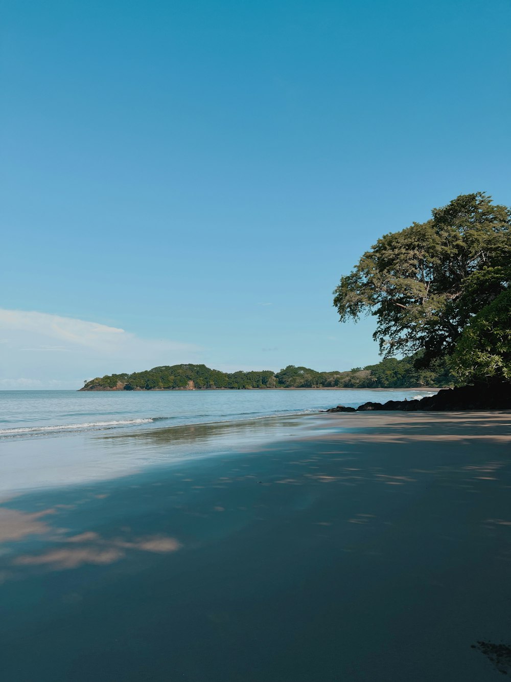 a beach with a tree and water in the background