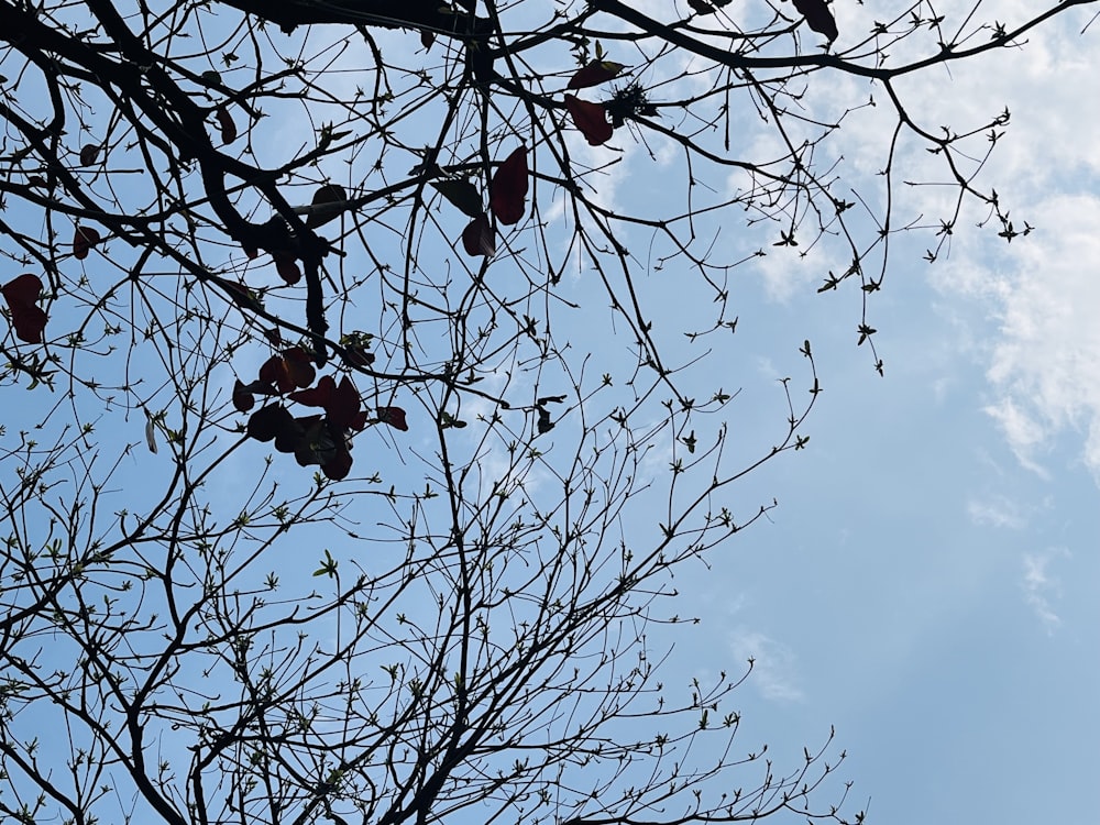 i rami di un albero contro un cielo azzurro