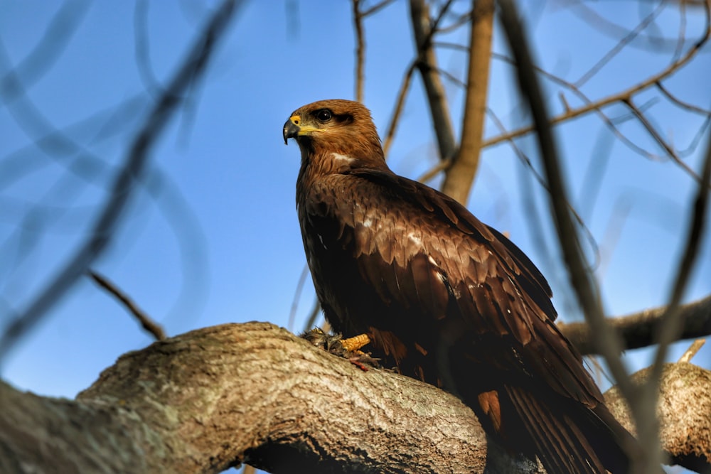 a large brown bird perched on top of a tree branch