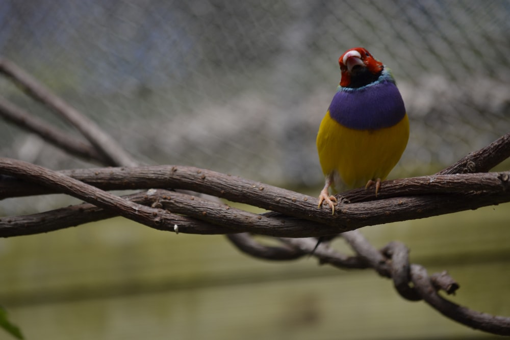 a small colorful bird perched on a branch