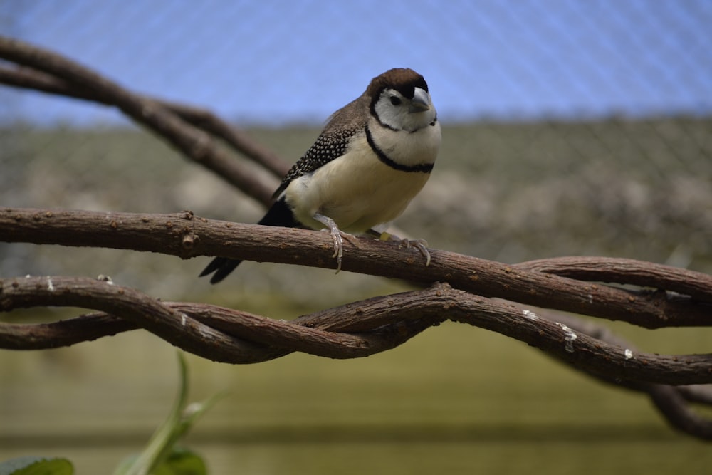 a small bird perched on a tree branch