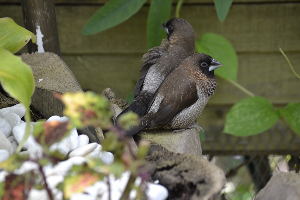 a couple of birds sitting on top of a tree branch