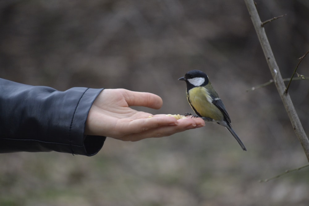 um pequeno pássaro empoleirado em cima da mão de uma pessoa