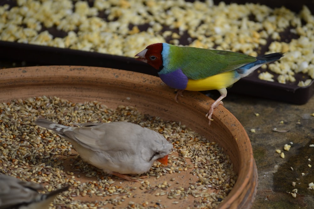 a colorful bird standing on top of a bowl of food