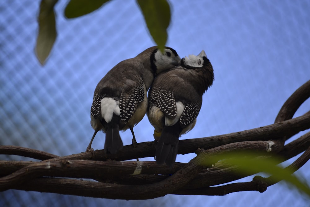 two small birds perched on a tree branch