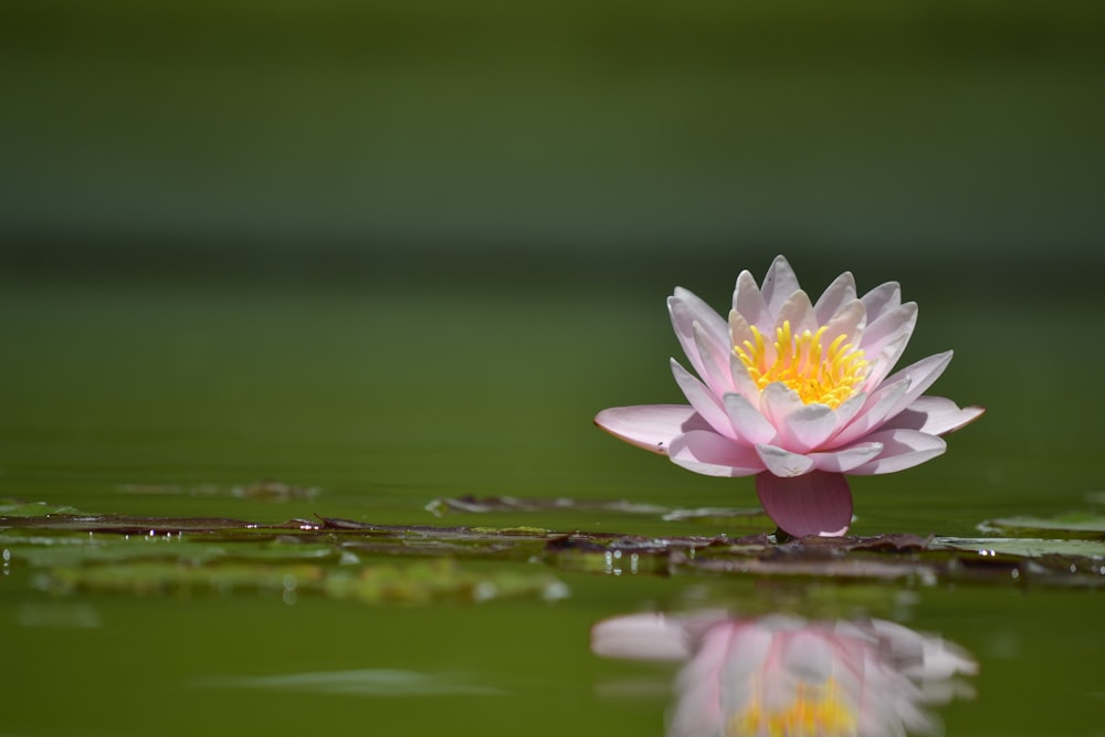 a pink flower floating on top of a lake