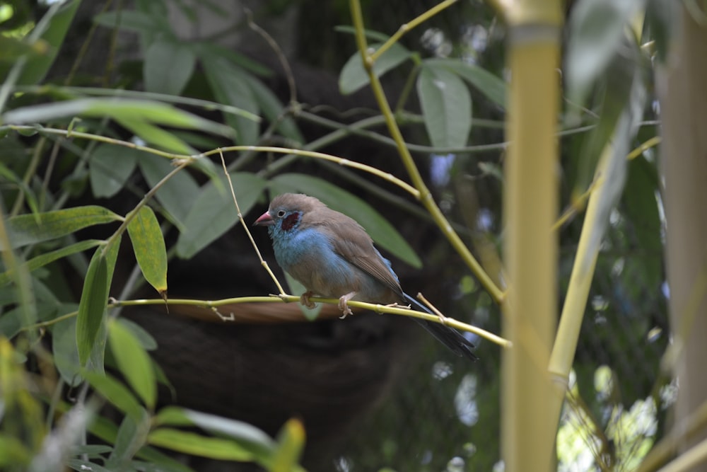 a small bird perched on a branch in a tree