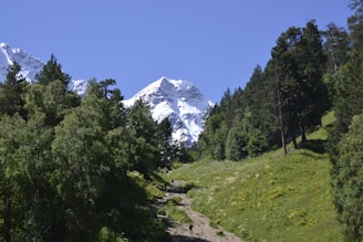 a path in the middle of a forest with a mountain in the background