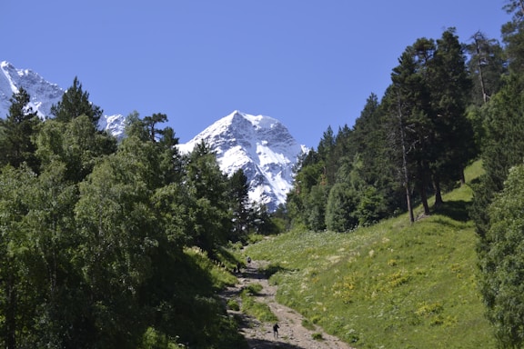 a path in the middle of a forest with a mountain in the background