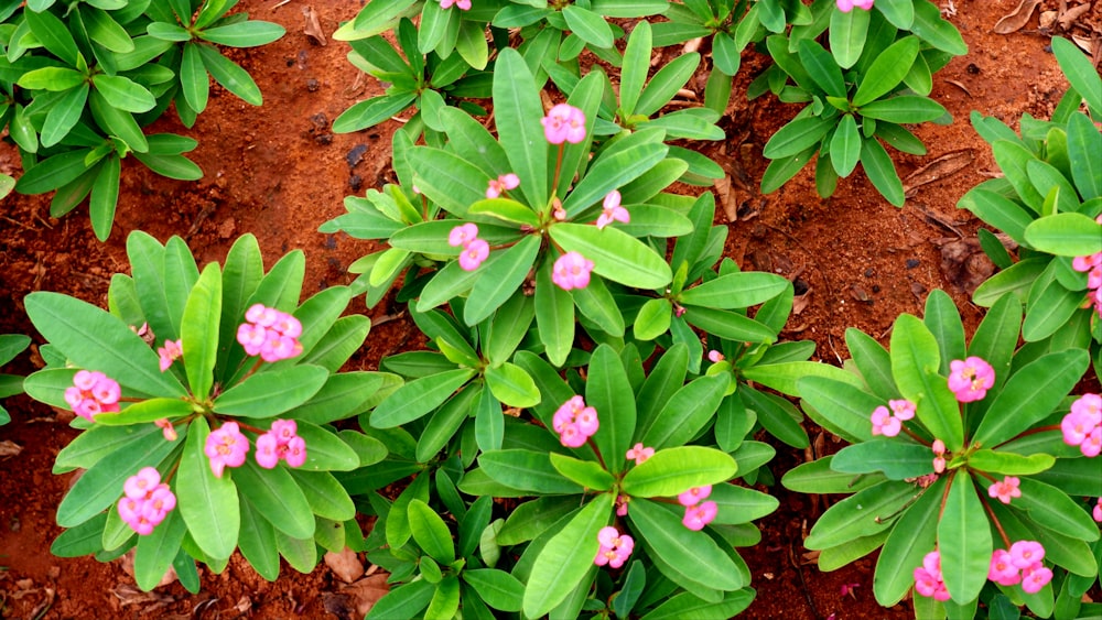 a group of small pink flowers growing out of the ground