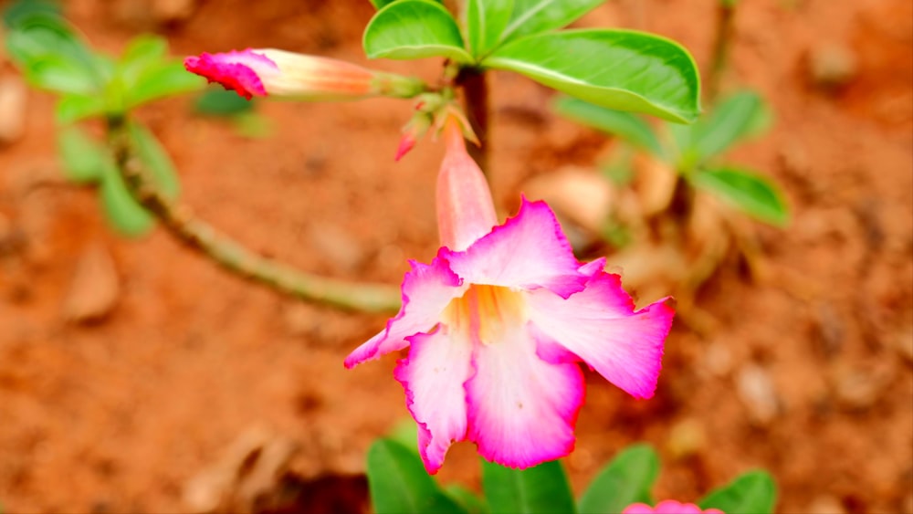 a close up of a pink flower with green leaves