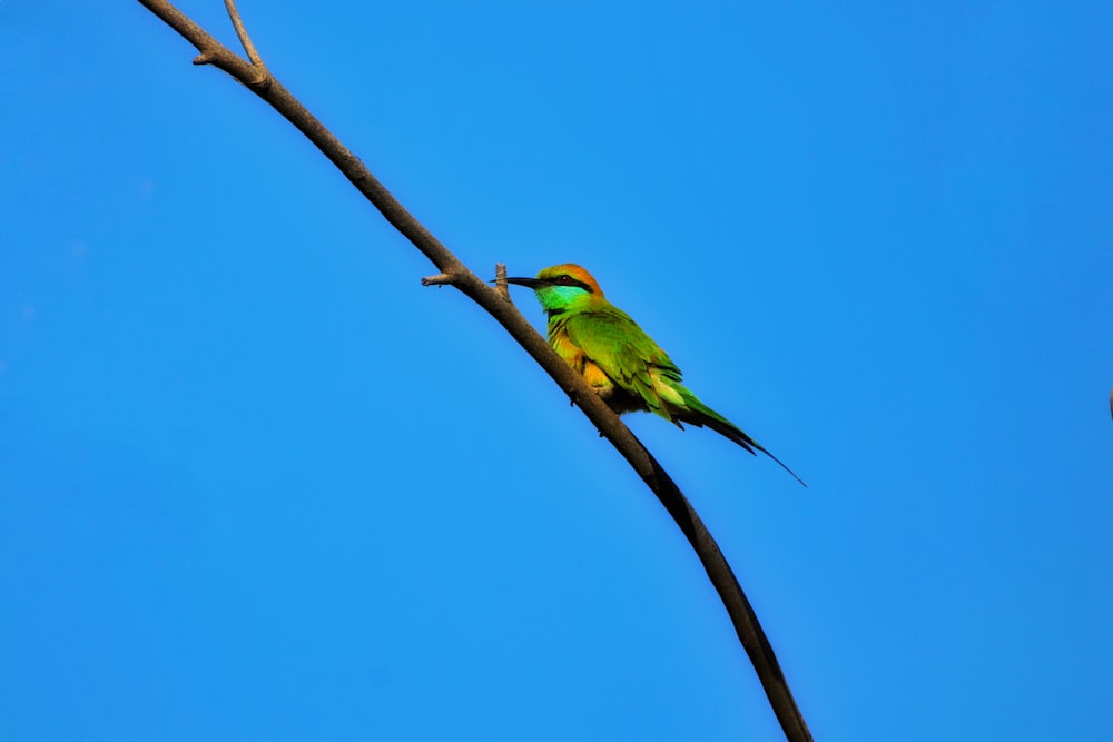 a green bird sitting on top of a tree branch