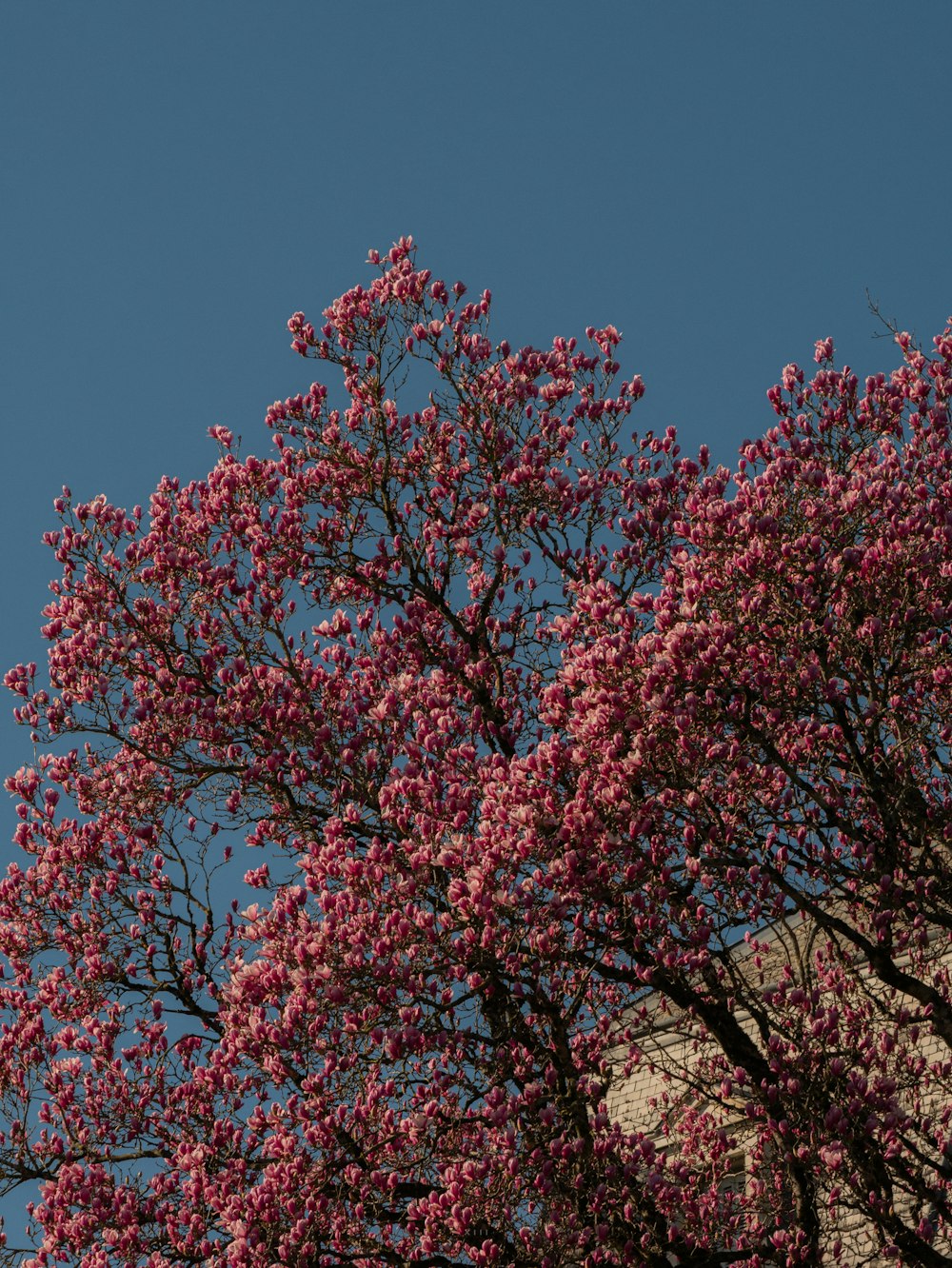 a tree with pink flowers in front of a building