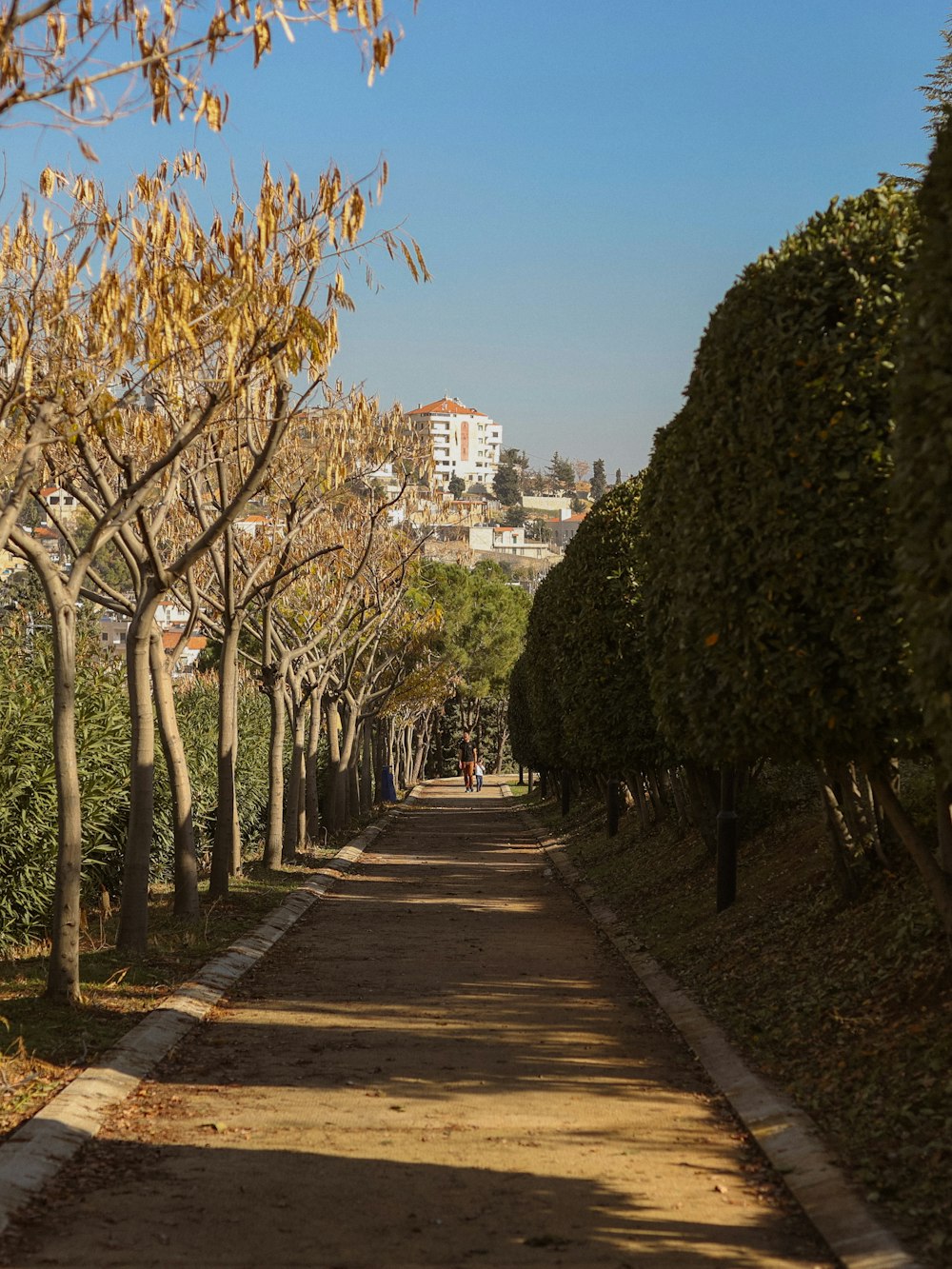 a street lined with lots of trees and bushes