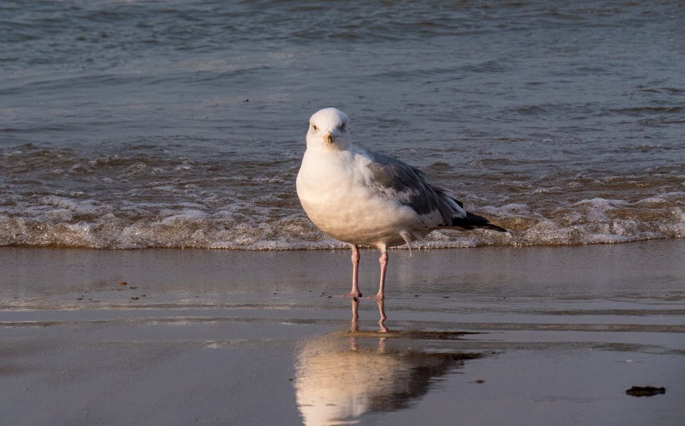 a seagull is standing on the beach near the water