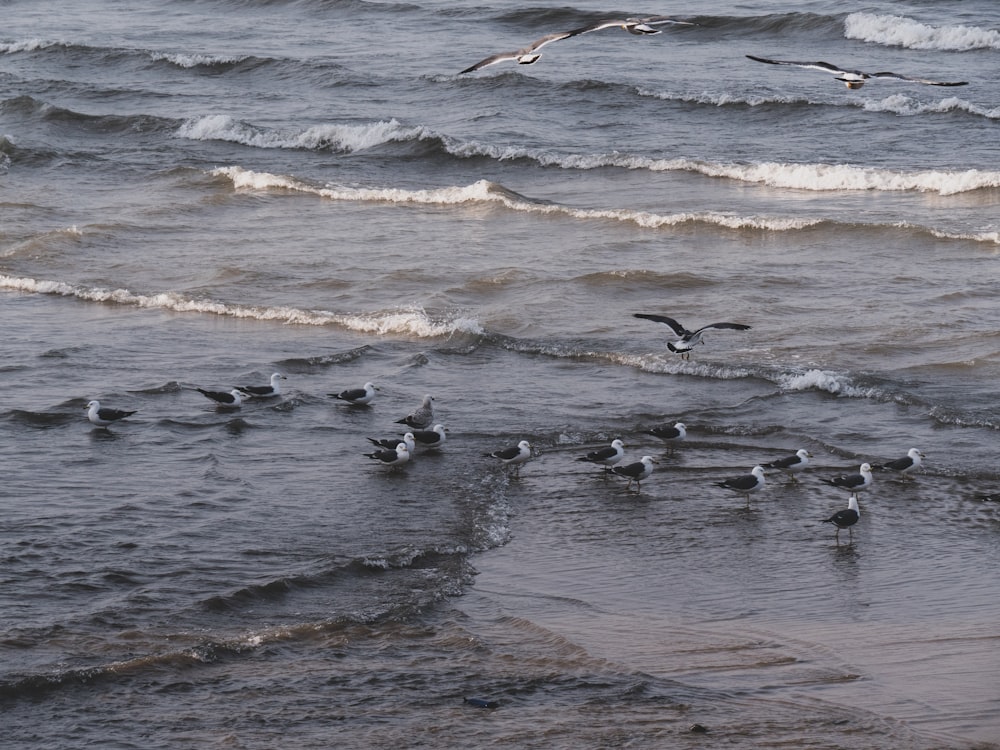 a flock of seagulls flying over the ocean
