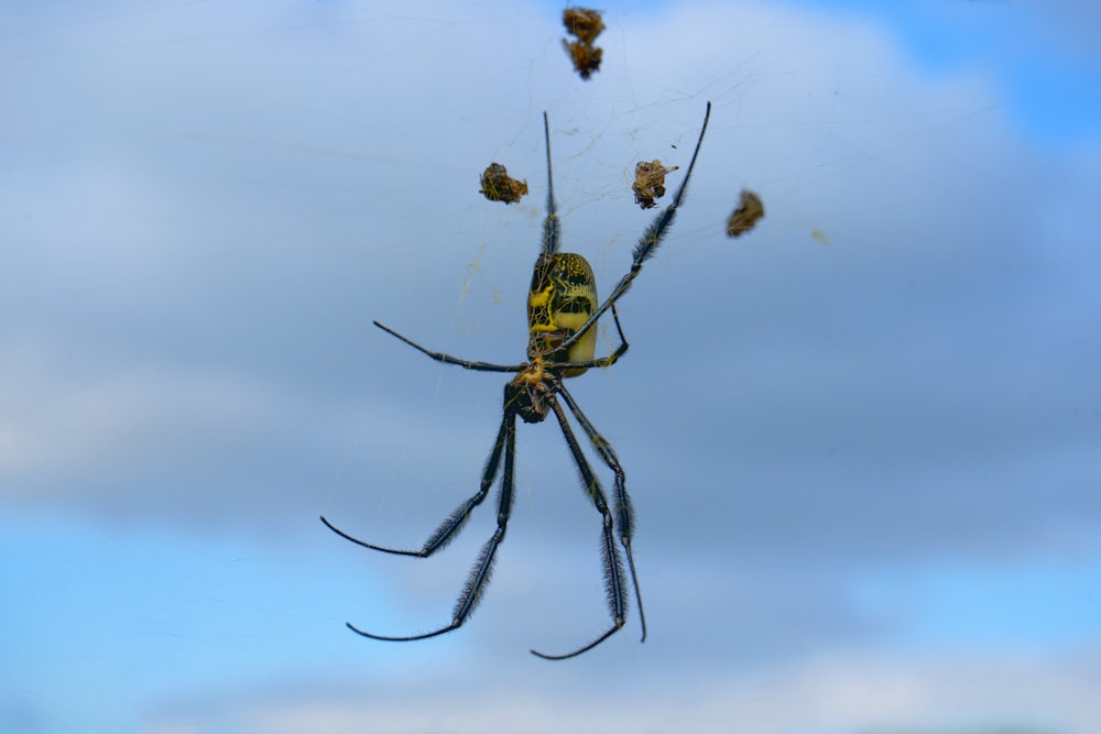 a yellow and black spider on its web