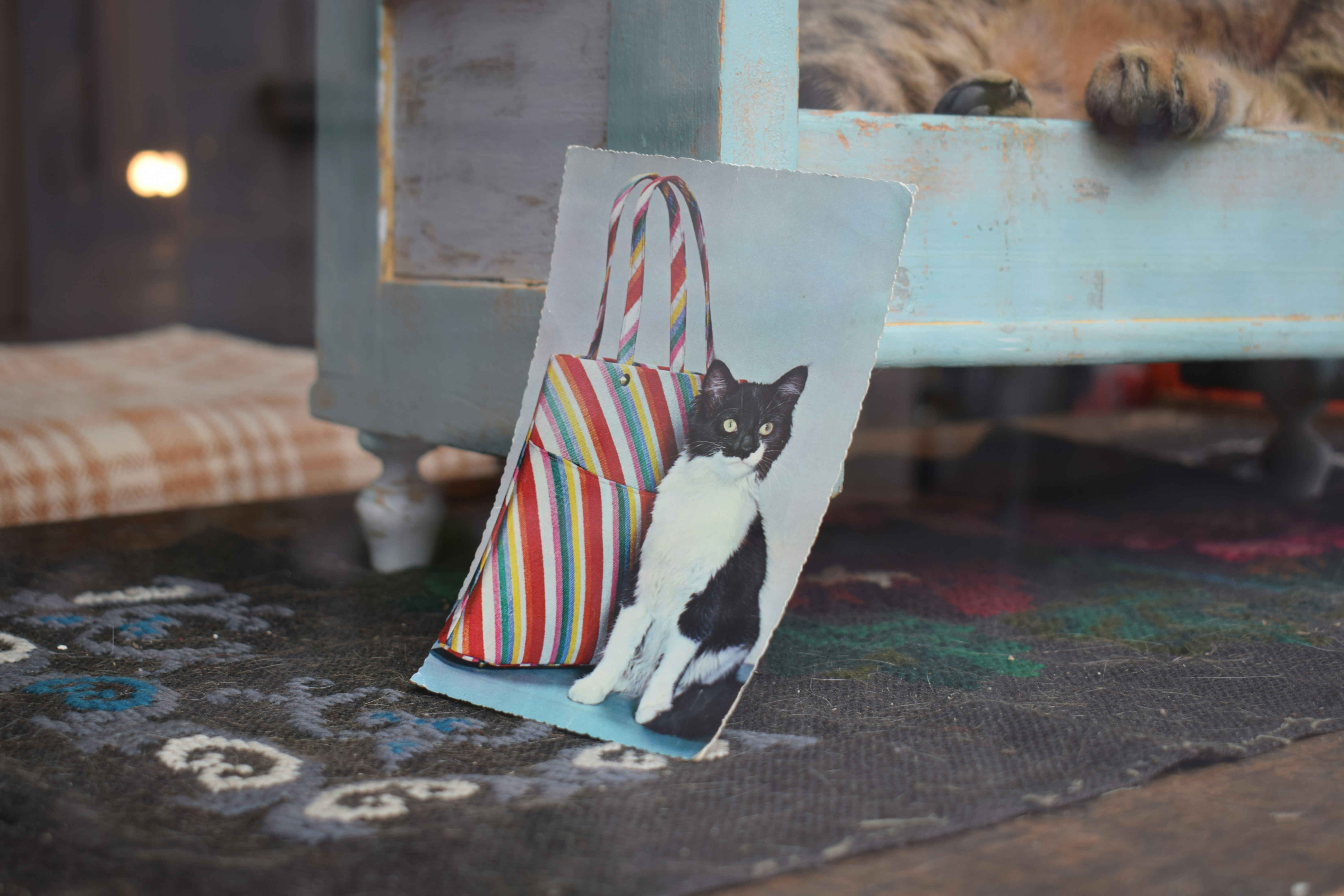 a picture of a black and white cat with a striped bag