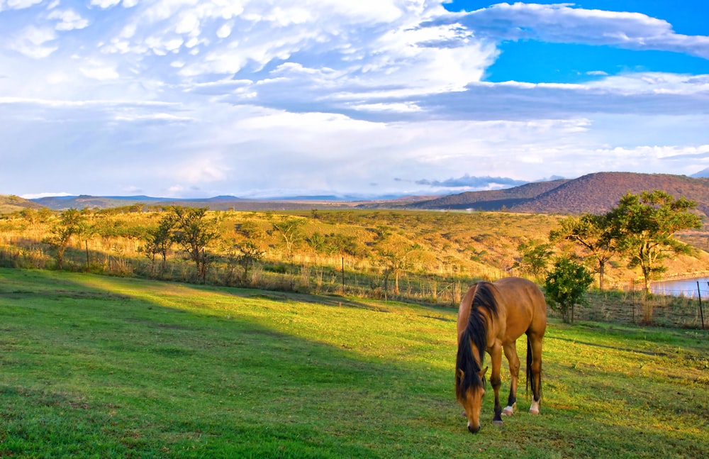 a horse grazing on a lush green field