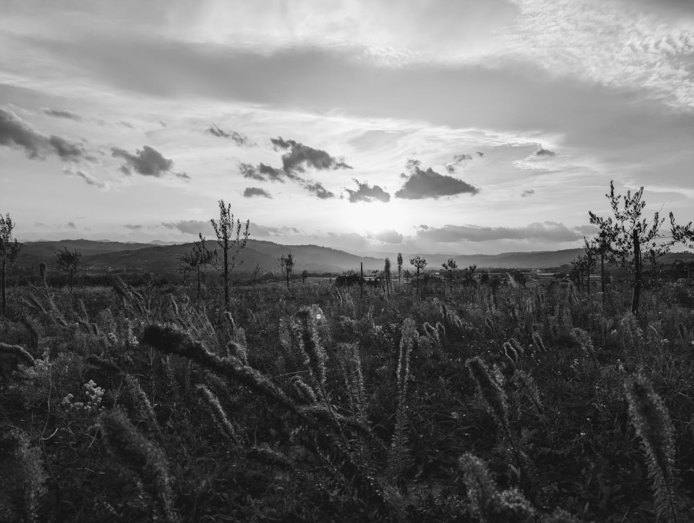 a black and white photo of the sun setting over a field