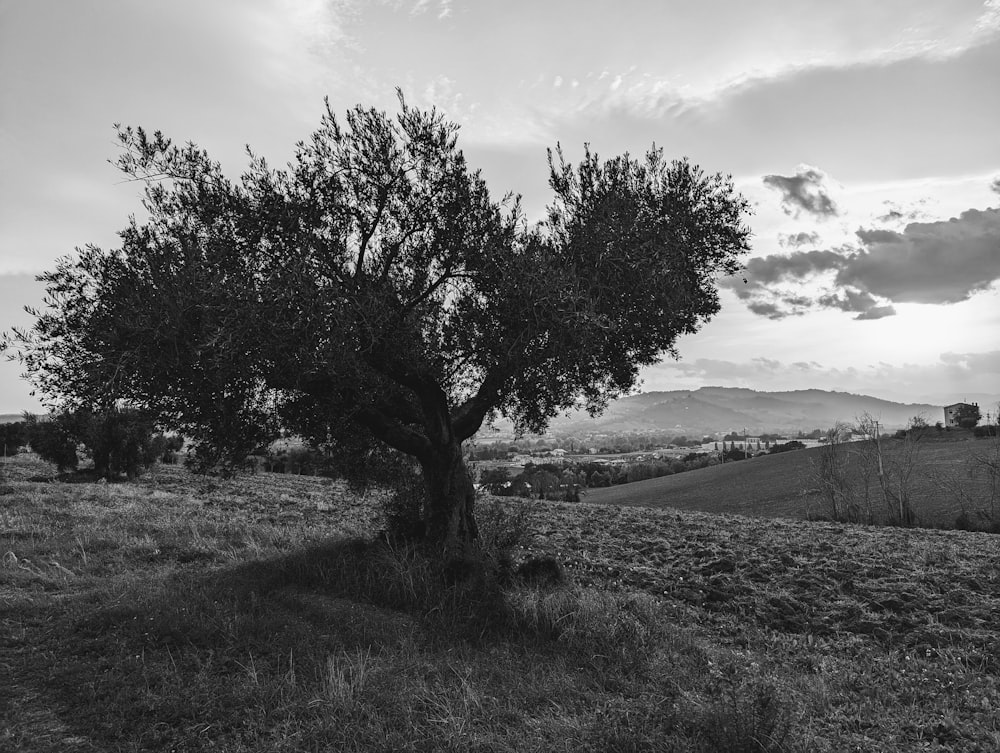 a black and white photo of a tree in a field