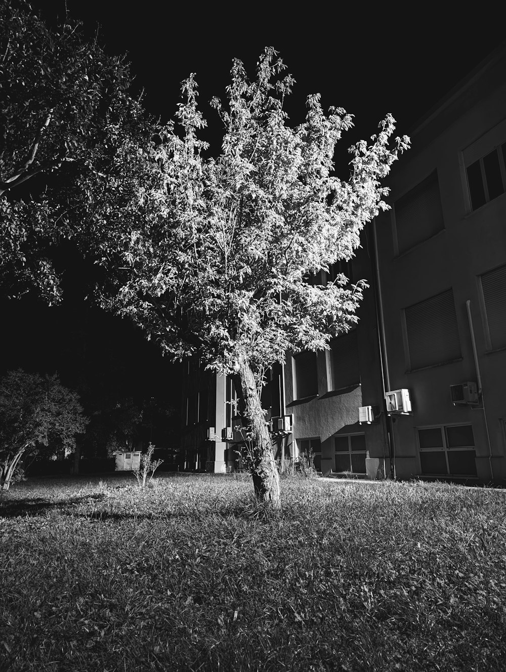 uma foto em preto e branco de uma árvore em frente a um prédio