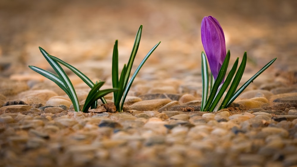 une seule fleur violette assise au milieu de rochers