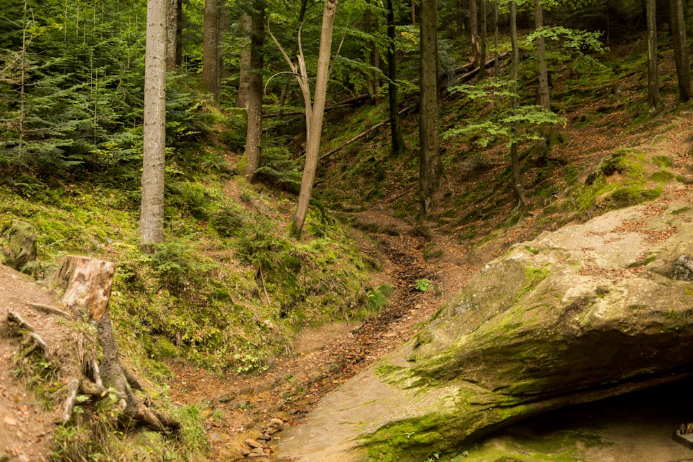 a trail in the woods with a large rock in the foreground