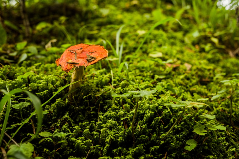 a small orange flower sitting on top of a lush green field