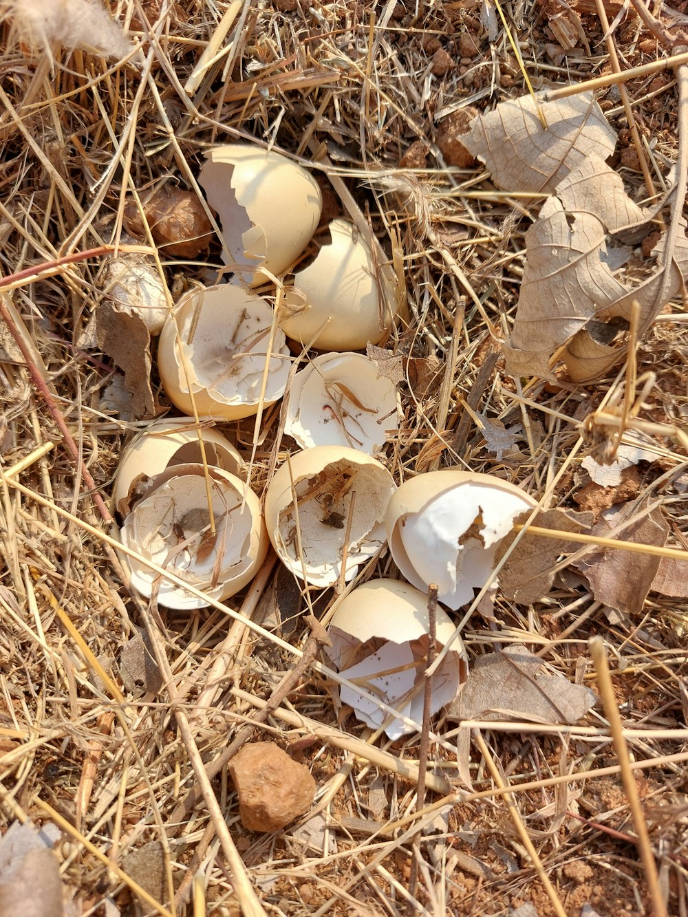 a bunch of broken eggs laying on the ground
