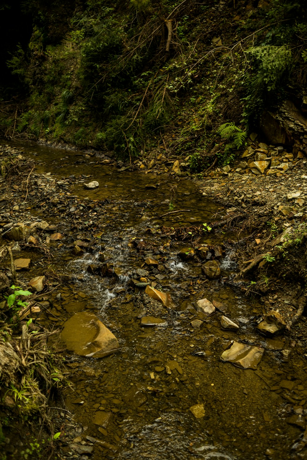 a stream running through a lush green forest