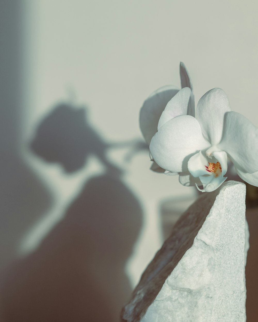 a white flower is casting a shadow on a wall