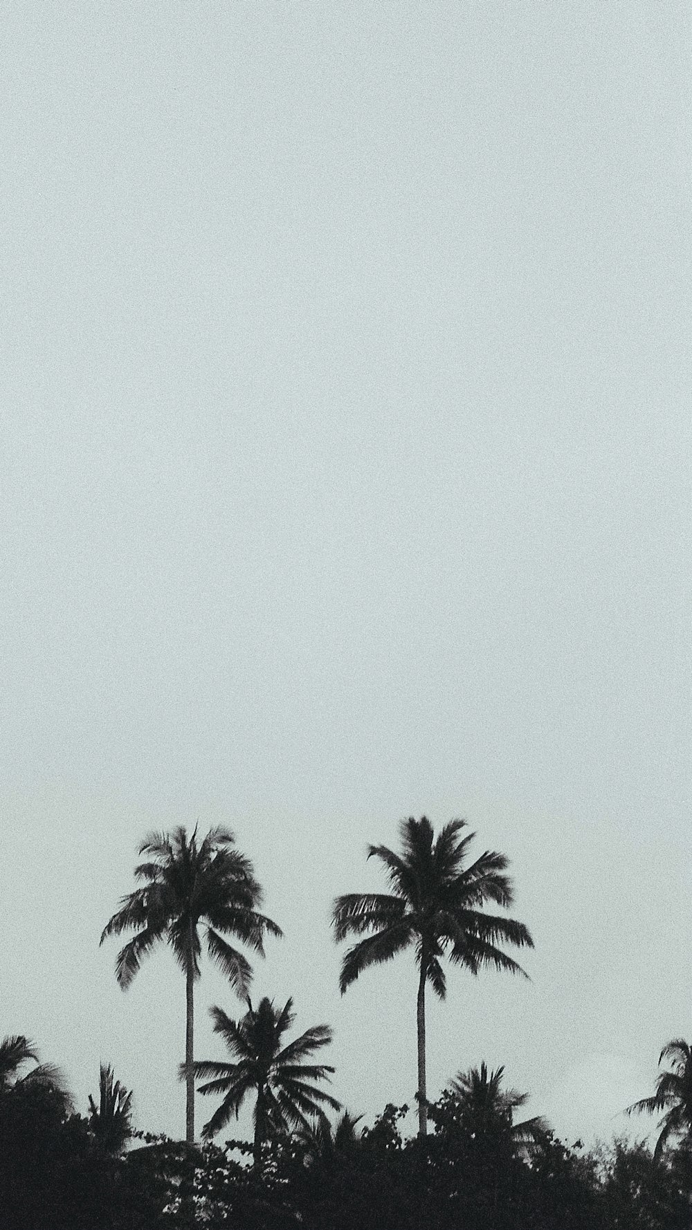 a black and white photo of palm trees