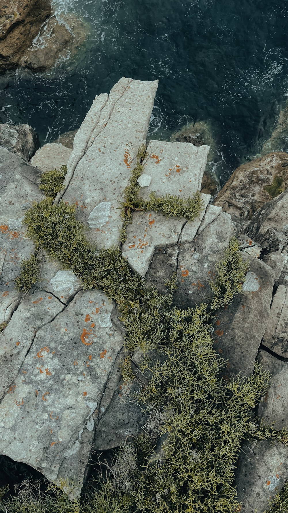 an aerial view of rocks and plants growing on them
