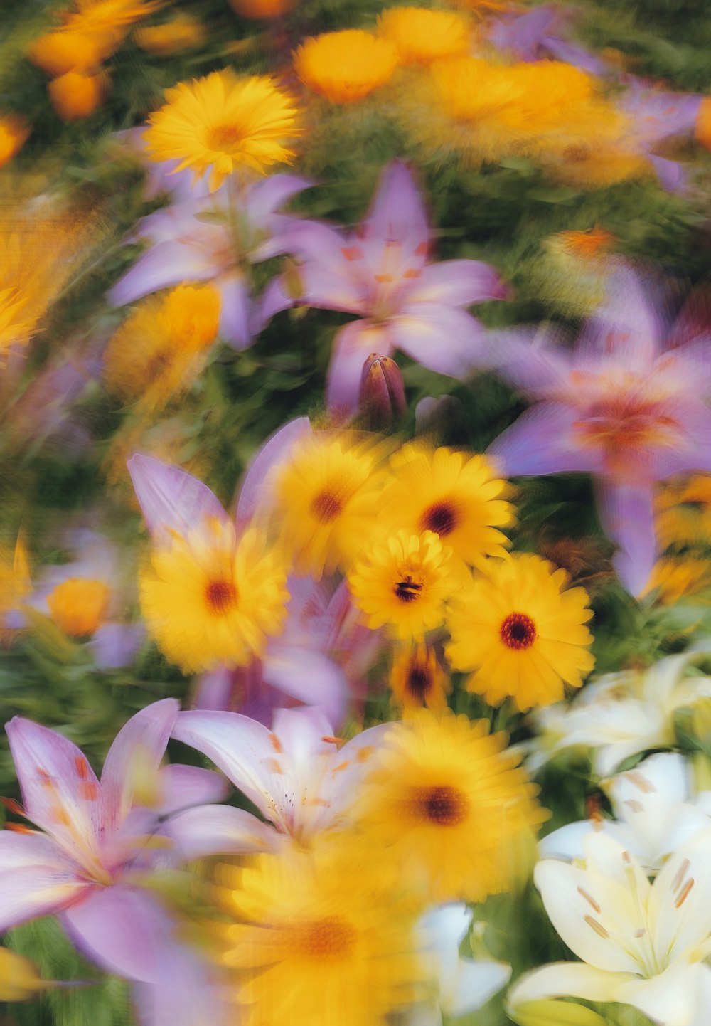 a bunch of flowers that are in the grass