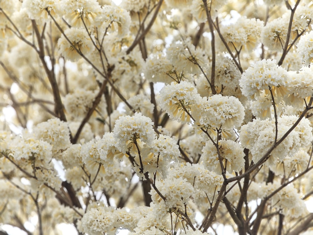 a close up of a tree with white flowers