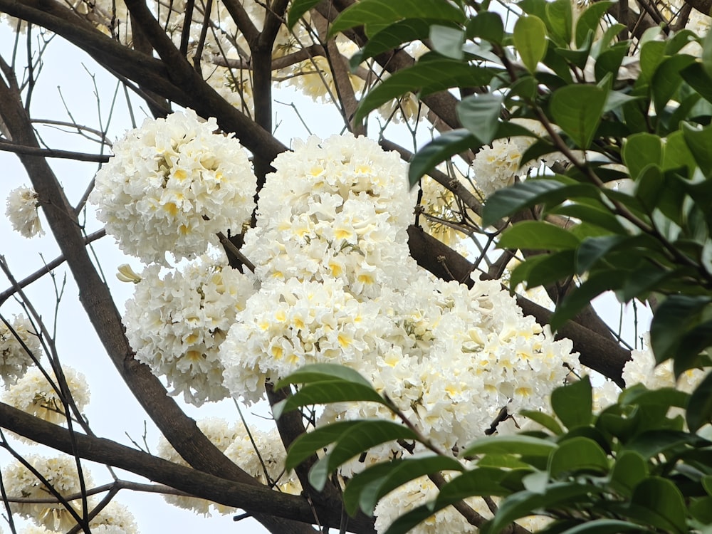 white flowers are blooming on the branches of a tree