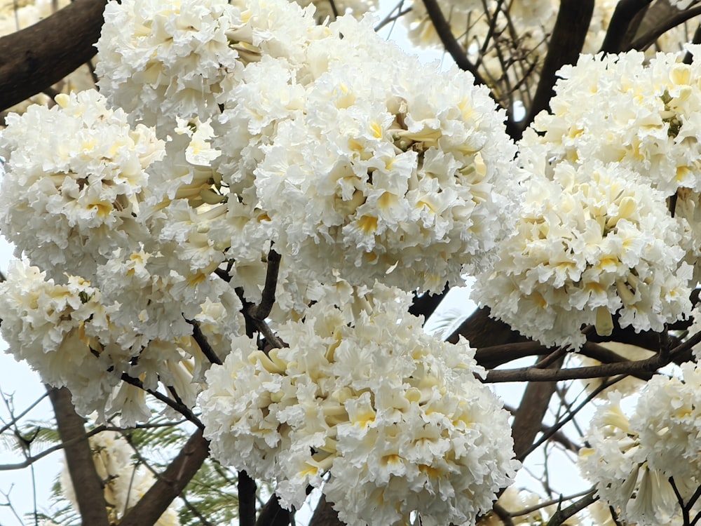 a bunch of white flowers on a tree