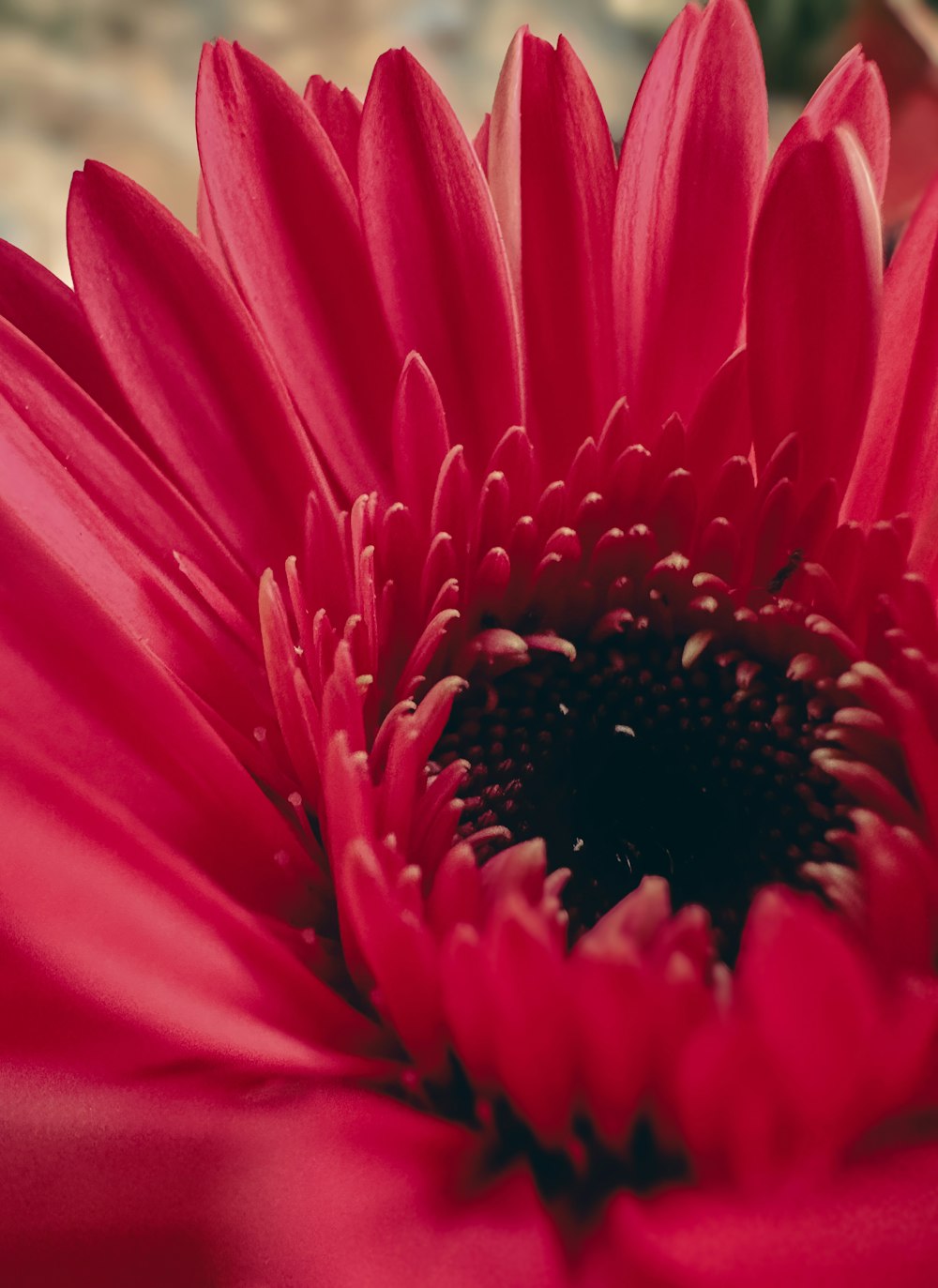 a close up of a red flower with a blurry background
