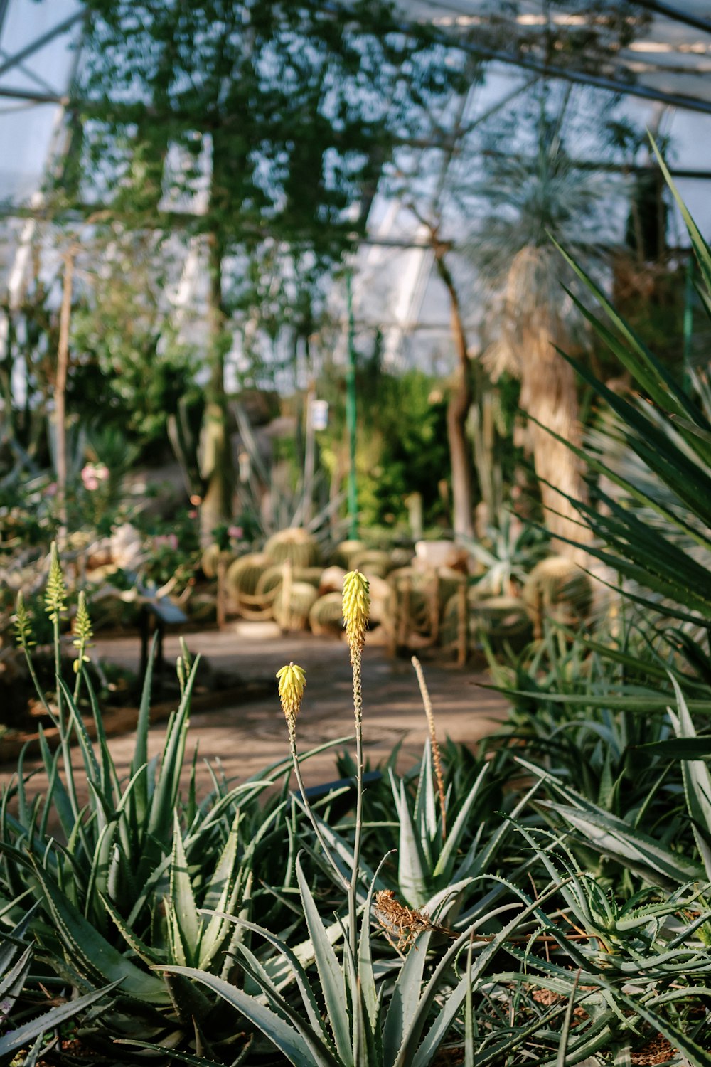 a view of some plants in a greenhouse