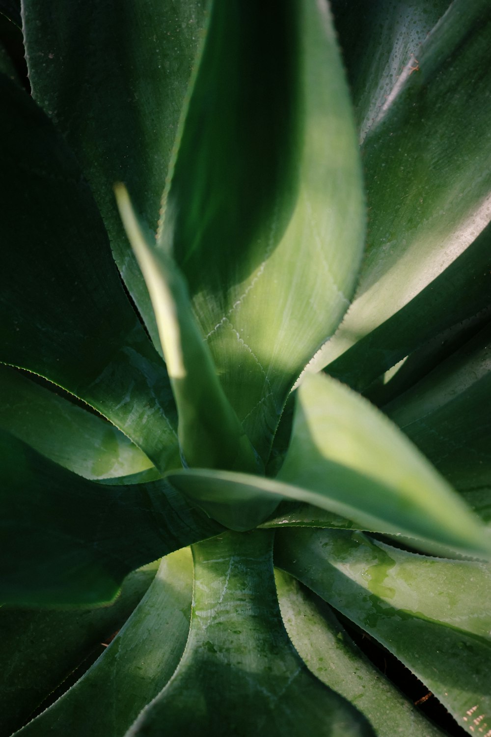 a close up of a green plant with leaves