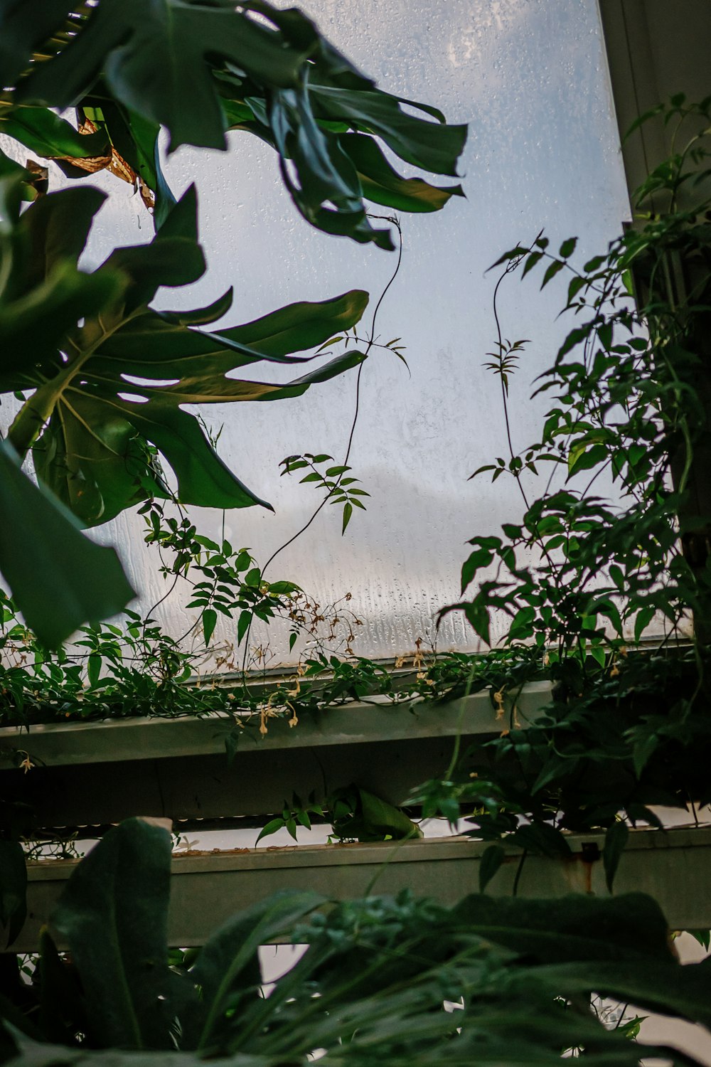 a view of a green house through a window
